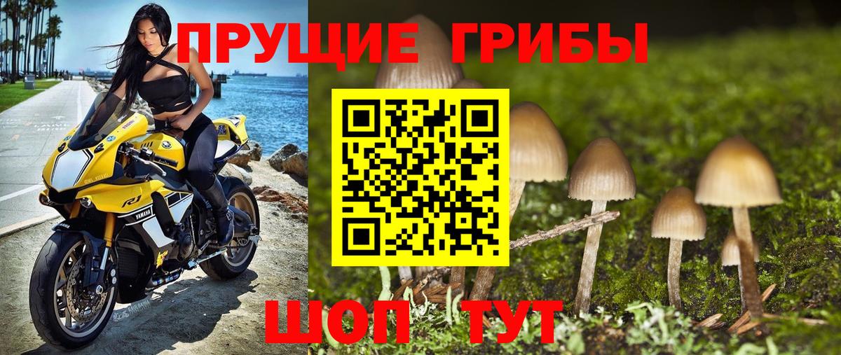 Псилоцибиновые грибы Psilocybe Нефтеюганск